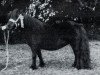 broodmare Astoria of Netherley (Shetland Pony, 1971, from Gay Gordon of Netherley)