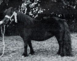 Zuchtstute Astoria of Netherley (Shetland Pony, 1971, von Gay Gordon of Netherley)