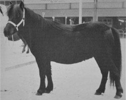 broodmare Lola Klein (Shetland Pony, 1975, from Guido van het Mariahout)