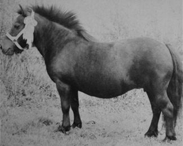 horse Janna van Exloo (Shetland Pony,  , from Ewout van de Niersvallei)