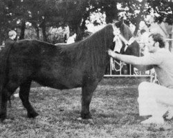 Pferd X-Nora van Hoogkarspel (Shetland Pony,  , von Spear of Marshwood)