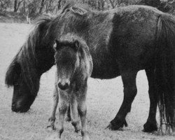 broodmare Lonnie van de Bosrand (Shetland Pony, 1975, from Tieme van de Hogekorn)