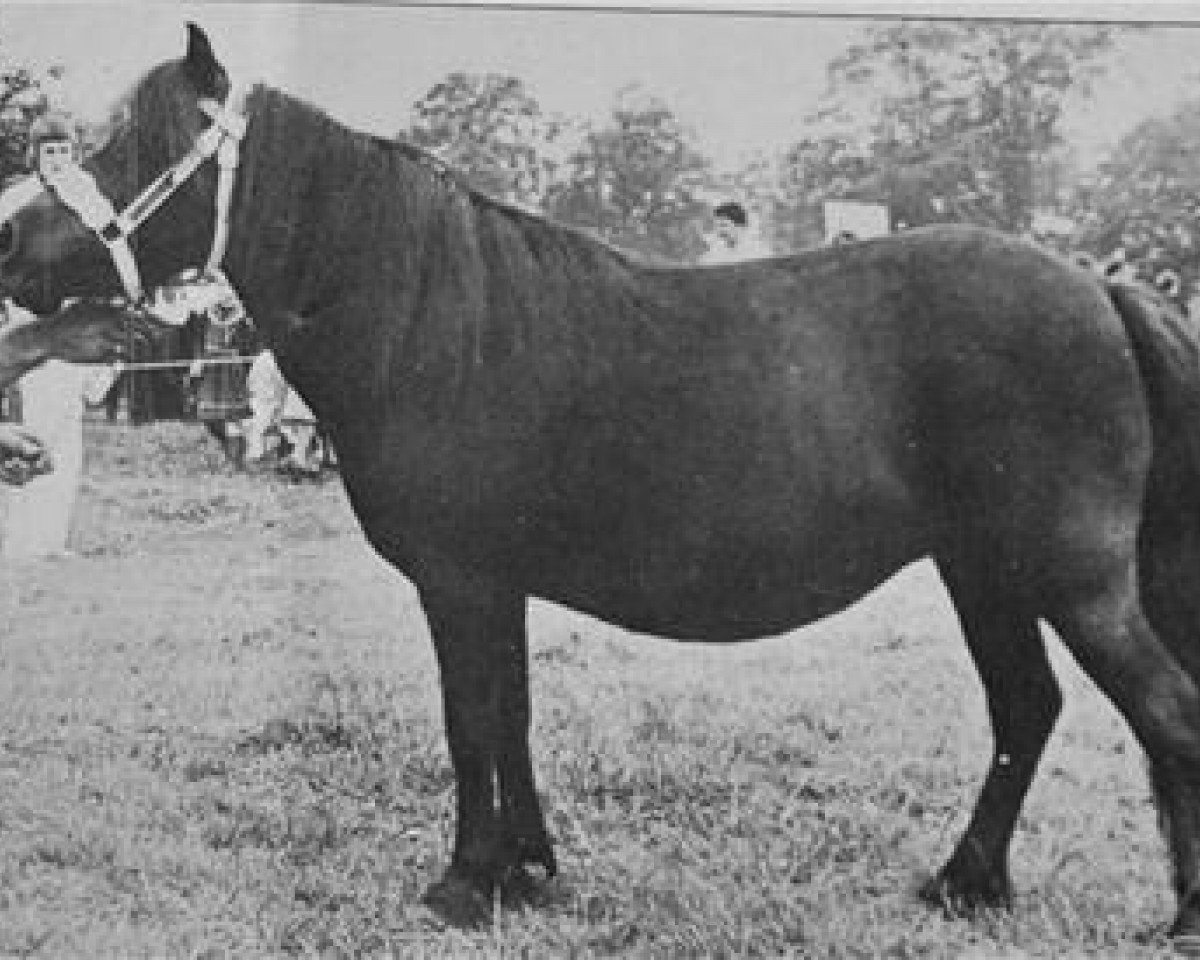 broodmare Ciska van de Zandberg (Shetland Pony, 1967, from Udo van Dijkzicht)