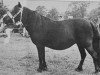 Zuchtstute Ciska van de Zandberg (Shetland Pony, 1967, von Udo van Dijkzicht)