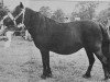 broodmare Ciska van de Zandberg (Shetland Pony, 1967, from Udo van Dijkzicht)