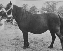 Zuchtstute Ciska van de Zandberg (Shetland Pony, 1967, von Udo van Dijkzicht)