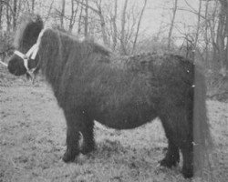 Zuchtstute Connie v. Werklust (Shetland Pony,  , von Molo v. Hogenbosch)