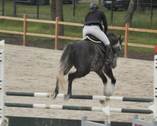 Reitturnier Westergellersen 2021