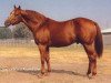 stallion Canadian Gil xx (Thoroughbred, 1969, from Northern Dancer xx)