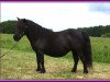 broodmare Rosepearl of Transy (Shetland Pony, 1991, from Helcat of Transy)