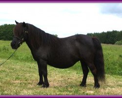 Zuchtstute Rosepearl of Transy (Shetland Pony, 1991, von Helcat of Transy)