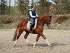 dressage horse Devino 2 (Oldenburg, 2004, from De Niro)