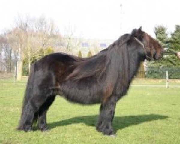 Deckhengst Charmeur v.d. Bloemhof (Shetland Pony, 1988, von Newton van Dorpzicht)