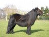 Deckhengst Charmeur v.d. Bloemhof (Shetland Pony, 1988, von Newton van Dorpzicht)