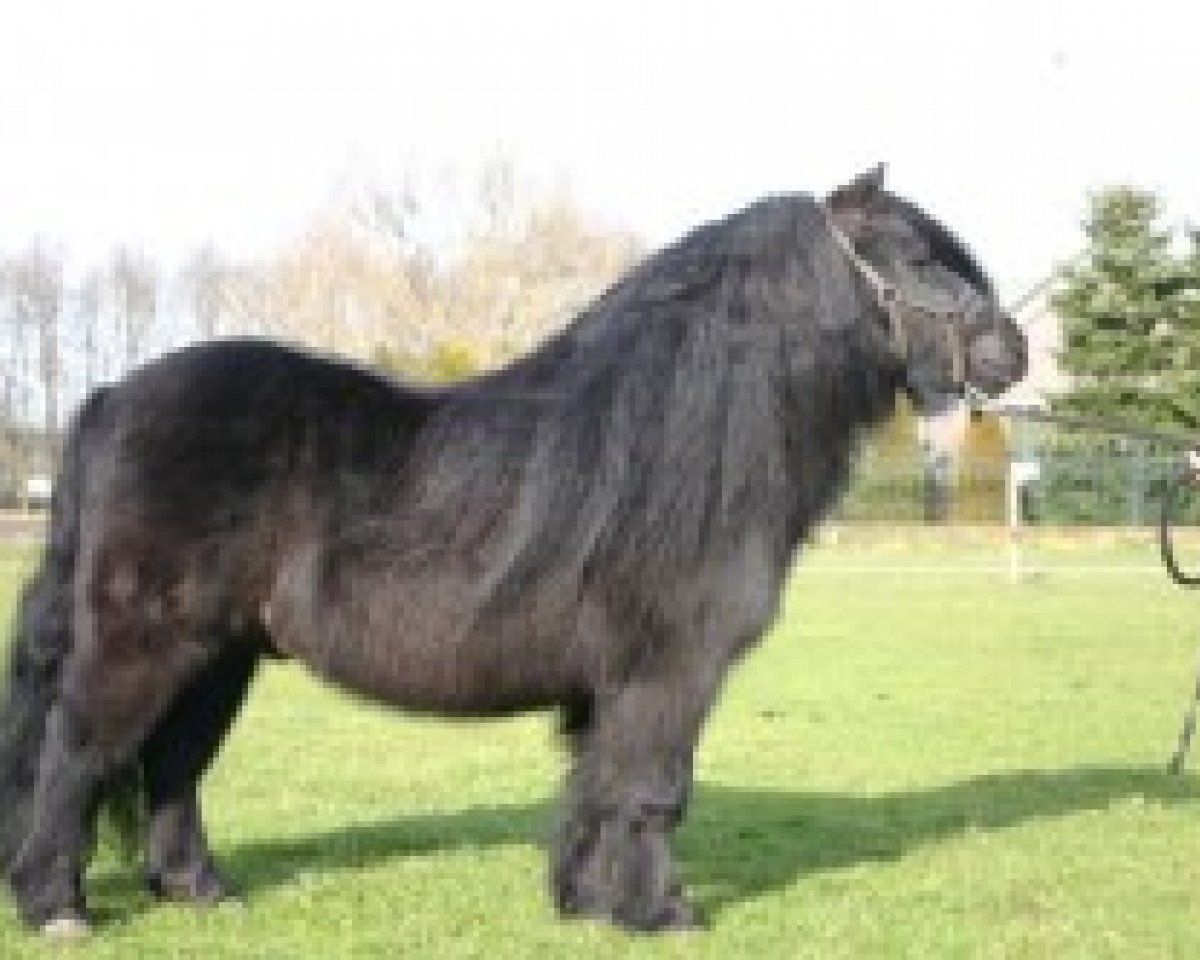 Deckhengst Ferry van Bentjes (Shetland Pony, 1991, von Alert P. van Stal Henro)