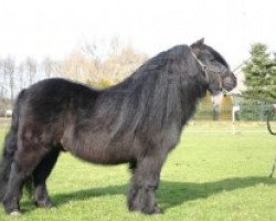 stallion Ferry van Bentjes (Shetland Pony, 1991, from Alert P. van Stal Henro)