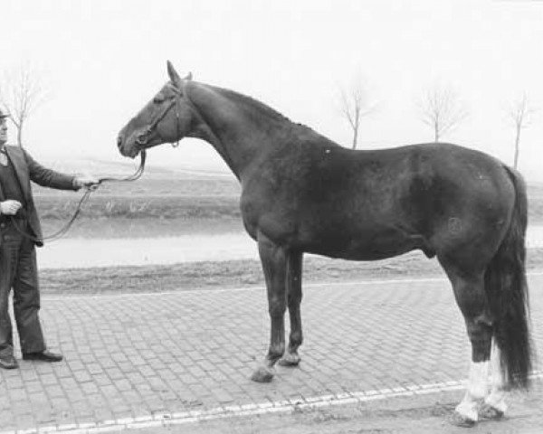 Deckhengst Lucas 91 STB (Koninklijk Warmbloed Paardenstamboek Nederland (KWPN), 1970, von Enfant de Normandie)