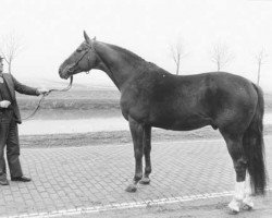 Deckhengst Lucas (KWPN (Niederländisches Warmblut), 1970, von Enfant de Normandie)