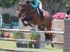 jumper Crazy In Love 2 (Oldenburg show jumper, 2010, from Colman)