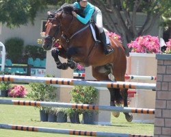 jumper Crazy In Love 2 (Oldenburg show jumper, 2010, from Colman)