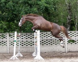 Springpferd Cebrina (KWPN (Niederländisches Warmblut), 2007, von Larino)