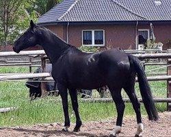 broodmare Madrid (Hanoverian, 1999, from Metternich)