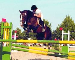 stallion Nasrim (German Riding Pony, 2000, from Nazib)