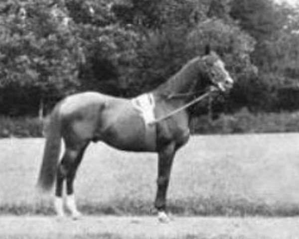 stallion Surefoot xx (Thoroughbred, 1887, from Wisdom xx)