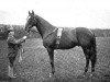 stallion Sir Hugo xx (Thoroughbred, 1889, from Wisdom xx)