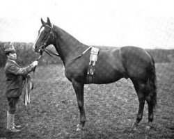 stallion Sir Hugo xx (Thoroughbred, 1889, from Wisdom xx)