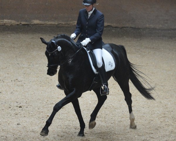 dressage horse Delicious Boy 2 (Hanoverian, 2008, from Don Frederico)