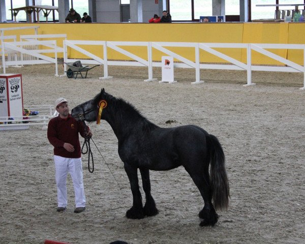 horse Lunesdale Pearly King (Fell Pony, 2012, from Lunesdale Warlord)