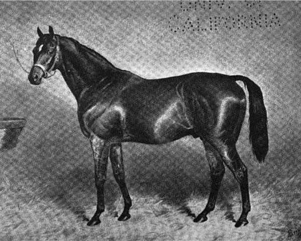 horse Wisdom xx (Thoroughbred, 1873, from Blinkhoolie xx)