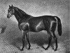 stallion Wisdom xx (Thoroughbred, 1873, from Blinkhoolie xx)