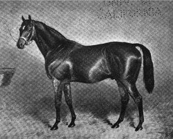 stallion Wisdom xx (Thoroughbred, 1873, from Blinkhoolie xx)