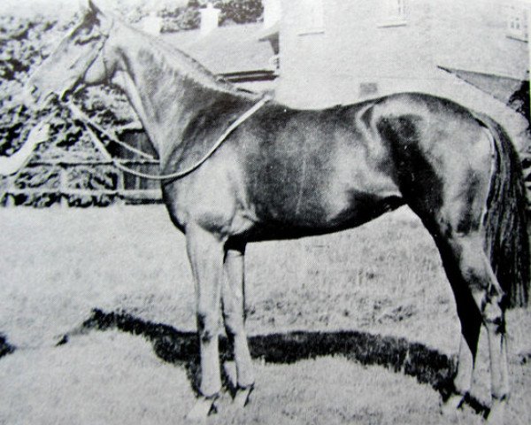 broodmare Sunset Gun xx (Thoroughbred, 1955, from Hyperion xx)