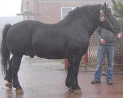 stallion Lider (Polish Heavy Draft, 2003, from Lemiesz)