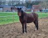 broodmare Lorelei 90 (German Riding Pony, 2005, from Mentos)