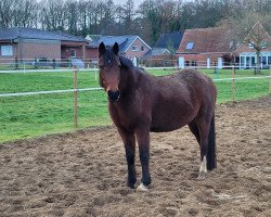 Zuchtstute Lorelei 90 (Deutsches Reitpony, 2005, von Mentos)