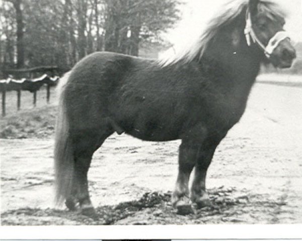 stallion Harmen van het Oranjeplein (Shetland Pony, 1972, from Dodo van 's Heerenvijvers)