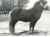 stallion Harmen van het Oranjeplein (Shetland Pony, 1972, from Dodo van 's Heerenvijvers)