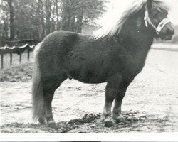 stallion Harmen van het Oranjeplein (Shetland Pony, 1972, from Dodo van 's Heerenvijvers)