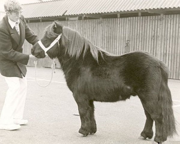 Deckhengst Hallo van Boukoul (Shetland Pony, 1972, von August v.d. Waterval)