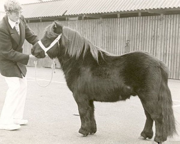 stallion Hallo van Boukoul (Shetland Pony, 1972, from August v.d. Waterval)