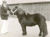 Deckhengst Hallo van Boukoul (Shetland Pony, 1972, von August v.d. Waterval)