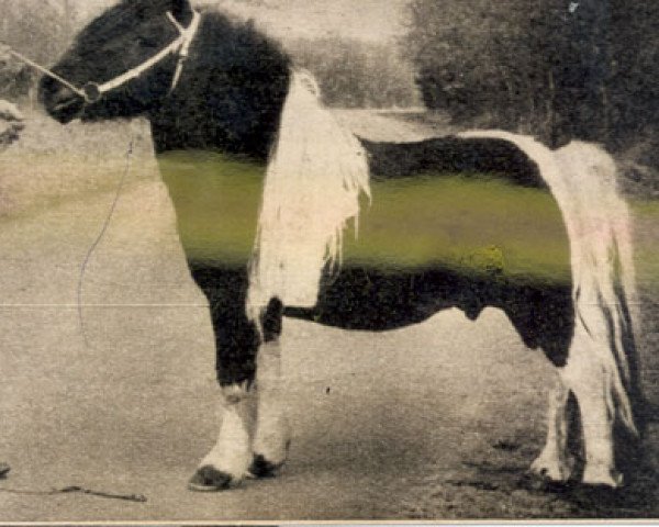 Deckhengst Guus v. Bergvrede (Shetland Pony, 1950, von Arnaud van Wisch)