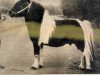 stallion Guus v. Bergvrede (Shetland Pony, 1950, from Arnaud van Wisch)