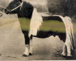 stallion Guus v. Bergvrede (Shetland Pony, 1950, from Arnaud van Wisch)