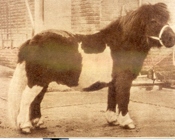 Deckhengst Guido van Wolfheze (Shetland Pony, 1950, von Johny Walker)