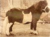 stallion Guido van Wolfheze (Shetland Pony, 1950, from Johny Walker)